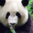 双胞胎熊猫“七夕”、“七巧” 9月26日将乘专机飞抵鄂尔多斯 - 内蒙古新闻网