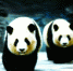 大熊猫姐妹花“卖萌”无底线 - 正北方网