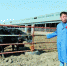 【迎接自治区第十届党代会·聊聊你的故事吧】王凤龙：让农牧业产业化“牛”起来 - 内蒙古新闻网