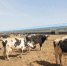 磴口：打造存栏10万头奶牛的有机奶生产基地 - 正北方网