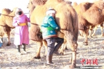 内蒙古“另类”竞技迎新年：牧民比赛削鼻棍、搓驼绳、赛红驼 - 内蒙古新闻网