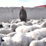 【行进中国·走基层】脱贫的牧民为“杜蒙肉羊”代言 - 内蒙古新闻网