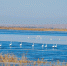 巴彦淖尔市湖泊湿地 迎来北归天鹅 - 正北方网