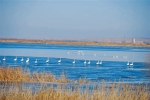 巴彦淖尔市湖泊湿地 迎来北归天鹅 - 正北方网
