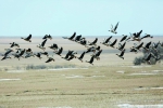 图牧吉迎来首批迁徙灰鹤种群 - 正北方网