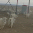 自治区绒毛用羊专家深入巴彦淖尔市主产区开展技术调研和指导服务 - 农业厅