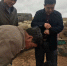 自治区绒毛用羊专家深入鄂尔多斯市绒毛羊主产区开展技术调研和指导服务 - 农业厅