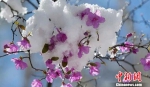 图为绽放在雪中的阿尔山杜鹃花。　阿尔山宣传部 摄 - Nmgcb.Com.Cn