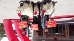 巴彦淖尔市乌拉特后旗开展了2017年内蒙古白绒山羊种公羊评选活动 - 农业厅
