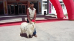 巴彦淖尔市乌拉特后旗开展了2017年内蒙古白绒山羊种公羊评选活动 - 农业厅