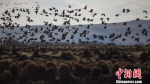 图为额尔古纳河畔的大批候鸟。　张渊 摄 - 中小企业