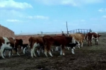【撸起袖子加油干】锡林郭勒：算一笔“减羊增牛”的生态账 - 内蒙古新闻网