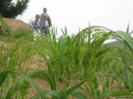 【内蒙古之最】中国最早培植成功原始农作物糜子的地方 - 科技厅