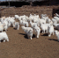 自治区绒毛用羊体系示范推广团队专家赴阿拉善盟开展工作 - 农业厅