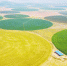 科尔沁沙地上飘动的“绿海” - 正北方网