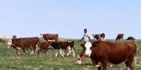 内蒙古优质牛羊肉走上越来越多国人的餐桌 - 内蒙古新闻网
