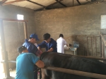 内蒙古自治区畜牧工作站在乌审旗开展和牛胚胎移植工作 - 农业厅