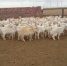 自治区绒毛用羊体系专家赴体系项目点落实工作 - 农业厅