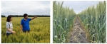 高温干旱之年呼伦贝尔市春小麦肥料对比试验有序开展 - 农业厅