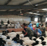 内蒙古自治区畜牧工作站在四子王旗开展肉用种羊鉴定工作 - 农业厅