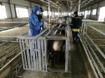 内蒙古自治区畜牧工作站在杭锦旗开展肉用种羊鉴定工作 - 农业厅