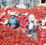 开鲁县15万亩红鲜椒开始采收 - 正北方网