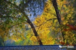（组图）呼和浩特市：这个秋天，上演超美风光大片，惊艳至极！ - 呼和浩特青城网
