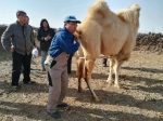 内蒙古自治区畜牧工作站开展阿拉善双峰驼保种工作 - 农业厅