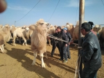 内蒙古自治区畜牧工作站开展阿拉善双峰驼保种工作 - 农业厅