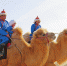 骆驼盛会 - 正北方网