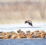 野鸭“恋”上南海湿地 - 正北方网