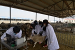 内蒙古自治区畜牧工作站组织本站技术人员开展背膘仪使用技术培训 - 农业厅
