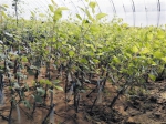 珍珠油杏温室营养钵育苗在奈曼取得成功 - 正北方网