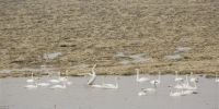 白天鹅栖息黄河湿地 - 正北方网