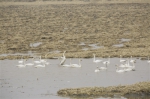 白天鹅栖息黄河湿地 - 正北方网