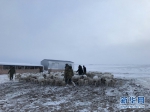 内蒙古锡林郭勒草原牧区遭遇“白毛风” 牧民数百只羊被刮跑 - Nmgcb.Com.Cn