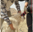 自治区绒毛用羊示范推广团队乌拉特中旗示范基地近期工作开展情况 - 农业厅