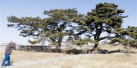 通辽市现有古树名木428株（群） 最长寿古树850岁 - 正北方网