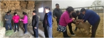 自治区绒毛用羊示范推广团队专家赴鄂尔多斯市开展工作 - 农业厅
