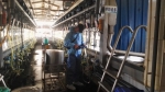 内蒙古自治区农牧业机械质量监督管理站完成“在用挤奶设备质量安全监测”项目2018年首轮监测任务 - 农业厅