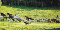 奔跑在草原最美的季节 - Nmgcb.Com.Cn