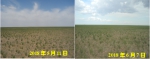 内蒙古自治区草原牧草长势监测报告（6月） - 农业厅