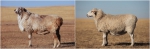 《草原短尾羊》、《罕山白绒山羊》、《昭乌达肉羊》内蒙古自治区地方标准通过正式审定 - 农业厅