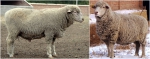《草原短尾羊》、《罕山白绒山羊》、《昭乌达肉羊》内蒙古自治区地方标准通过正式审定 - 农业厅
