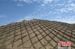 网格状的沙柳在沙漠上，起到固沙的作用。　刘文华 摄 - Nmgcb.Com.Cn