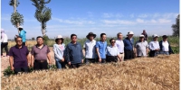 农业农村部小麦专家指导组赴我区进行小麦测产和调研指导 - 农业厅