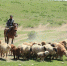 局地牧草高度近90厘米 内蒙古展现“风吹草低见牛羊”画面 - Nmgcb.Com.Cn