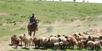 局地牧草高度近90厘米 内蒙古展现“风吹草低见牛羊”画面 - Nmgcb.Com.Cn