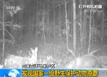 内蒙古发现一级野生保护动物原麝:麝妈妈带两幼崽 - Nmgcb.Com.Cn