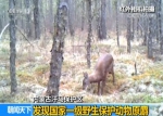 内蒙古发现一级野生保护动物原麝:麝妈妈带两幼崽 - Nmgcb.Com.Cn